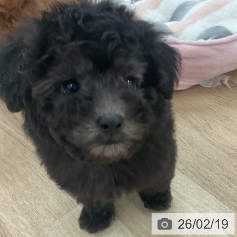 トイ・プードルの写真