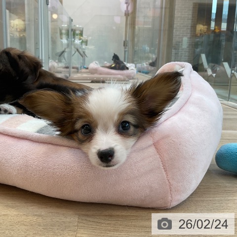 福岡県のパピヨン (ペットプラス ららぽーと福岡店/2025年12月17日生まれ/女の子/ホワイトブラウン)の子犬の4枚目の画像