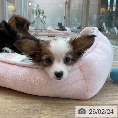 福岡県のパピヨン (ペットプラス ららぽーと福岡店/2025年12月17日生まれ/女の子/ホワイトブラウン)の子犬の3枚目の画像