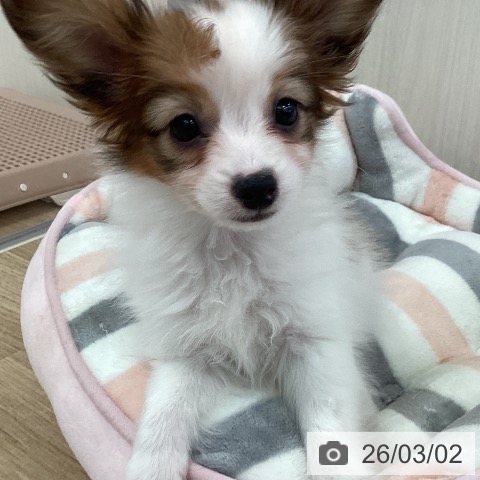 福岡県のパピヨン (ペットプラス ららぽーと福岡店/2025年12月17日生まれ/女の子/ホワイトブラウン)の子犬の3枚目の画像