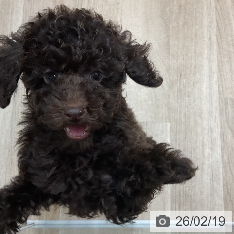 トイ・プードルの写真