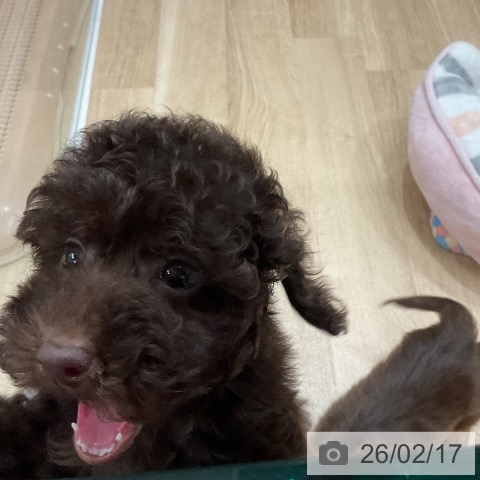 トイ・プードルの写真