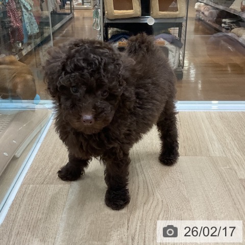 トイ・プードルの写真