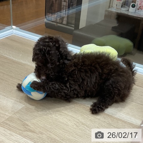 福岡県のトイプードル(トイ) (ペットプラス 八幡東店/2025年12月15日生まれ/女の子/ブラウン)の子犬の4枚目の画像