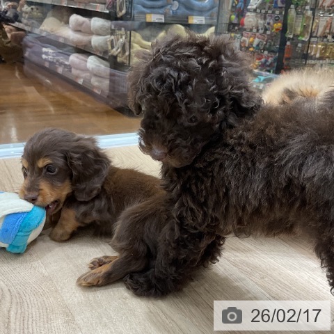 福岡県のトイプードル(トイ) (ペットプラス 八幡東店/2025年12月15日生まれ/女の子/ブラウン)の子犬の3枚目の画像