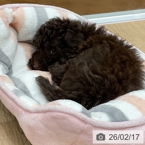 福岡県のトイプードル(トイ) (ペットプラス 八幡東店/2025年12月15日生まれ/女の子/ブラウン)の子犬の4枚目の画像