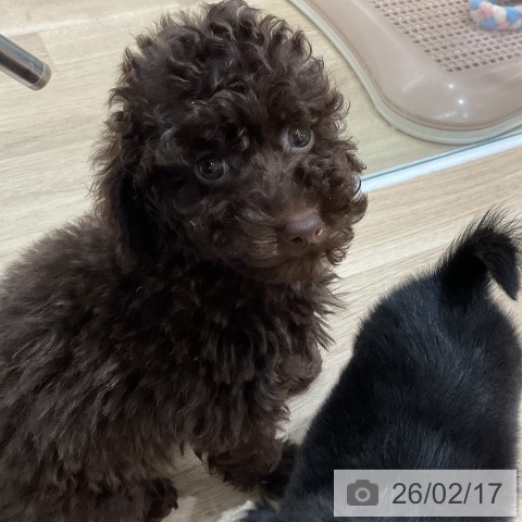 福岡県のトイプードル(トイ) (ペットプラス 八幡東店/2025年12月15日生まれ/女の子/ブラウン)の子犬の3枚目の画像