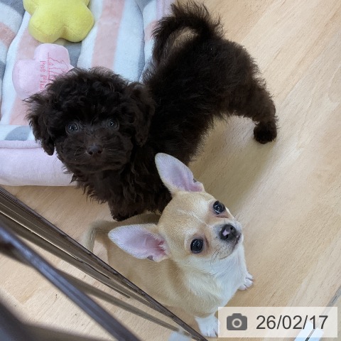 トイ・プードルの写真