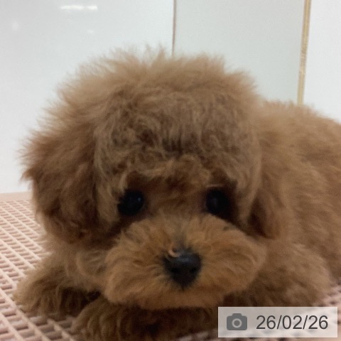 宮崎県のトイプードル(トイ) (ペットプラス 宮崎店/2025年12月17日生まれ/男の子/レッド)の子犬の4枚目の画像