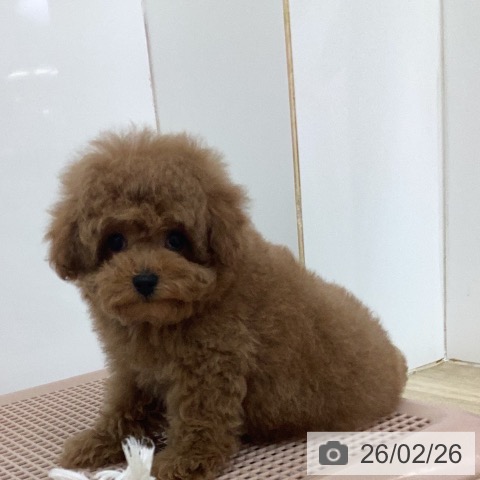 宮崎県のトイプードル(トイ) (ペットプラス 宮崎店/2025年12月17日生まれ/男の子/レッド)の子犬の3枚目の画像