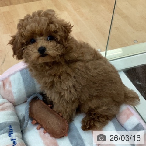 宮崎県のトイプードル(トイ) (ペットプラス 宮崎店/2025年12月17日生まれ/男の子/レッド)の子犬の3枚目の画像