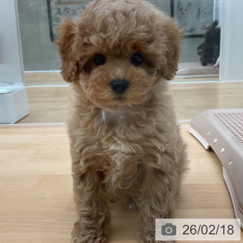 福岡県のトイプードル(トイ) (ペットプラス 福岡店/2025年12月17日生まれ/女の子/レッド)の子犬の4枚目の画像