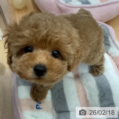 福岡県のトイプードル(トイ) (ペットプラス 福岡店/2025年12月17日生まれ/女の子/レッド)の子犬の3枚目の画像