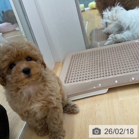 福岡県のトイプードル(トイ) (ペットプラス 黒崎店/2025年12月17日生まれ/女の子/レッド)の子犬の3枚目の画像