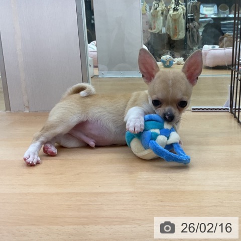 チワワの写真