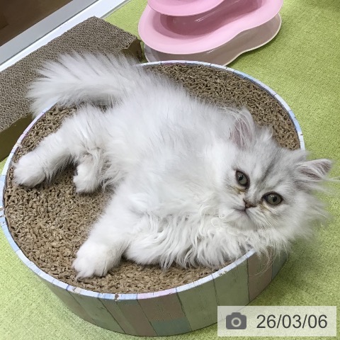 沖縄県のペルシャ (ペットプラス 沖縄ライカム店/2025年12月16日生まれ/女の子/チンチラシルバー)の子猫の4枚目の画像