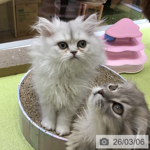 沖縄県のペルシャ (ペットプラス 沖縄ライカム店/2025年12月16日生まれ/女の子/チンチラシルバー)の子猫の3枚目の画像