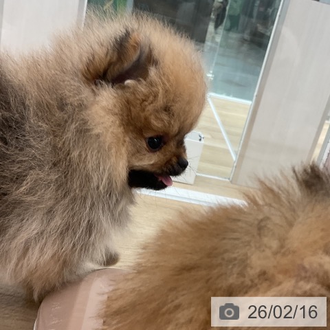 ポメラニアンの写真