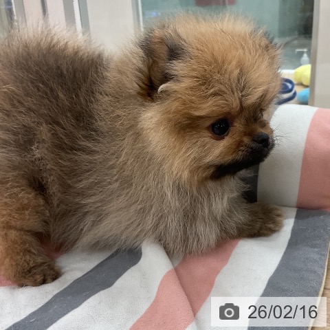 ポメラニアンの写真