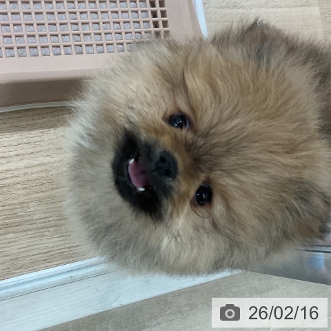 ポメラニアンの写真