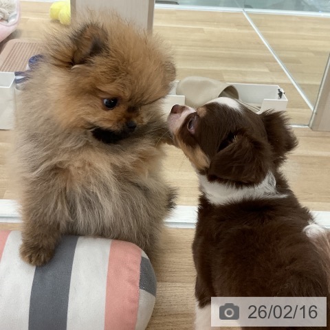 ポメラニアンの写真