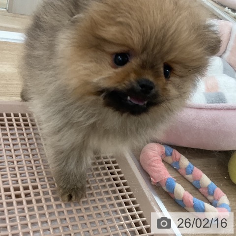 ポメラニアンの写真