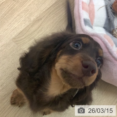 宮崎県のミニチュアダックスフンド(ロング) (ペットプラス 宮崎店/2025年12月16日生まれ/男の子/チョコレートタン)の子犬の4枚目の画像