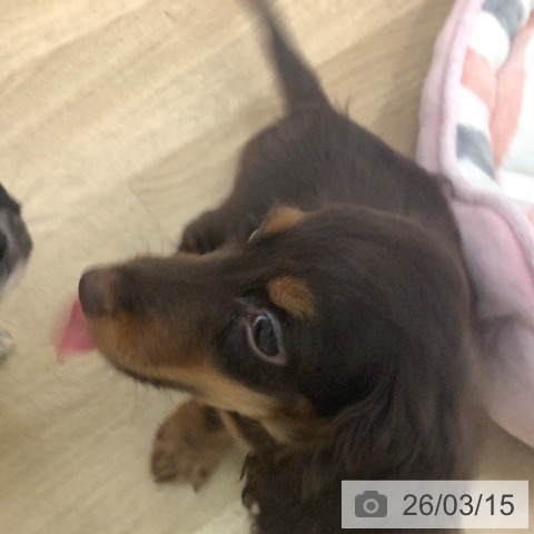 宮崎県のミニチュアダックスフンド(ロング) (ペットプラス 宮崎店/2025年12月16日生まれ/男の子/チョコレートタン)の子犬の3枚目の画像