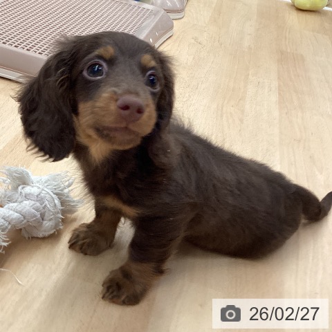 熊本県のミニチュアダックスフンド(ロング) (ペットプラス 熊本店/2025年12月16日生まれ/男の子/チョコレートタン)の子犬の3枚目の画像