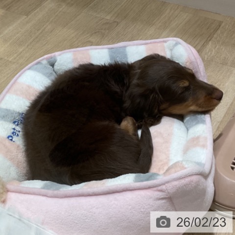 福岡県のミニチュアダックスフンド(ロング) (ペットプラス 小倉南店/2025年12月16日生まれ/男の子/チョコレートタン)の子犬の3枚目の画像