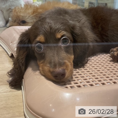 福岡県のミニチュアダックスフンド(ロング) (ペットプラス 小倉南店/2025年12月16日生まれ/男の子/チョコレートタン)の子犬の4枚目の画像