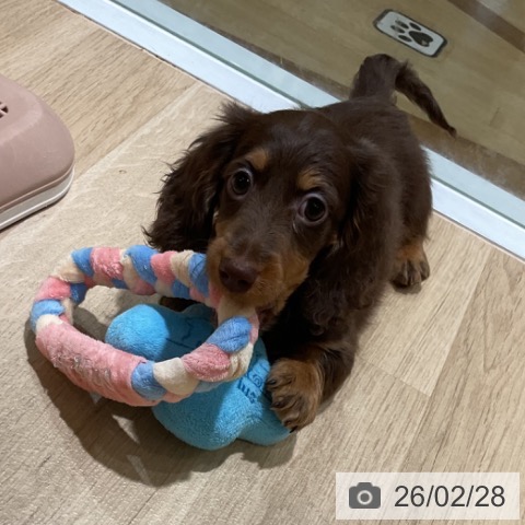 福岡県のミニチュアダックスフンド(ロング) (ペットプラス 小倉南店/2025年12月16日生まれ/男の子/チョコレートタン)の子犬の3枚目の画像