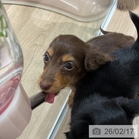 福岡県のミニチュアダックスフンド(ロング) (ペットプラス 八幡東店/2025年12月16日生まれ/男の子/チョコレートタン)の子犬の4枚目の画像