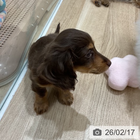 福岡県のミニチュアダックスフンド(ロング) (ペットプラス 八幡東店/2025年12月16日生まれ/男の子/チョコレートタン)の子犬の3枚目の画像