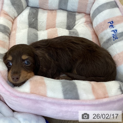 福岡県のミニチュアダックスフンド(ロング) (ペットプラス ららぽーと福岡店/2025年12月16日生まれ/女の子/チョコレートタン)の子犬の4枚目の画像