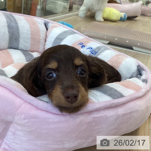 福岡県のミニチュアダックスフンド(ロング) (ペットプラス ららぽーと福岡店/2025年12月16日生まれ/女の子/チョコレートタン)の子犬の3枚目の画像