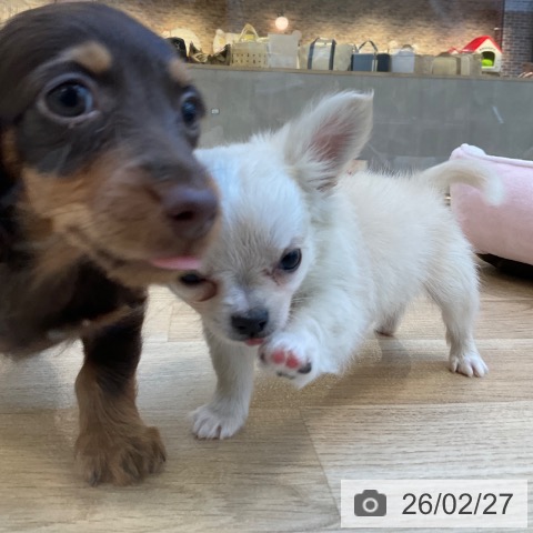 福岡県のミニチュアダックスフンド(ロング) (ペットプラス ららぽーと福岡店/2025年12月16日生まれ/女の子/チョコレートタン)の子犬の4枚目の画像