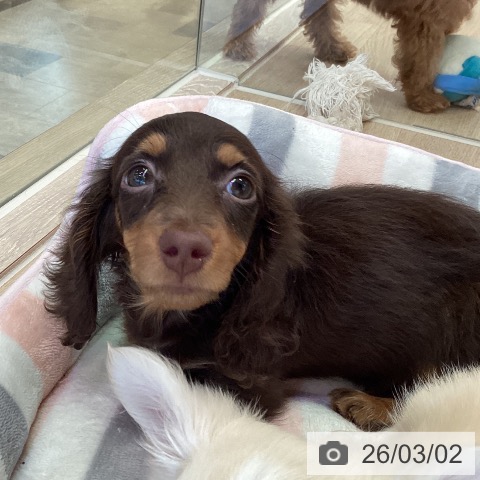 福岡県のミニチュアダックスフンド(ロング) (ペットプラス ららぽーと福岡店/2025年12月16日生まれ/女の子/チョコレートタン)の子犬の3枚目の画像