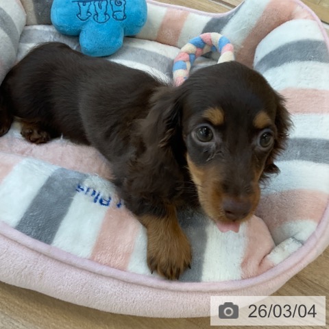 福岡県のミニチュアダックスフンド(ロング) (ペットプラス ららぽーと福岡店/2025年12月16日生まれ/女の子/チョコレートタン)の子犬の4枚目の画像