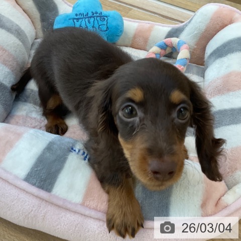 福岡県のミニチュアダックスフンド(ロング) (ペットプラス ららぽーと福岡店/2025年12月16日生まれ/女の子/チョコレートタン)の子犬の3枚目の画像