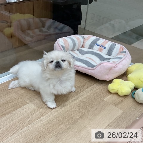 ペキニーズの写真