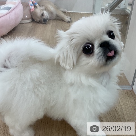 ペキニーズの写真