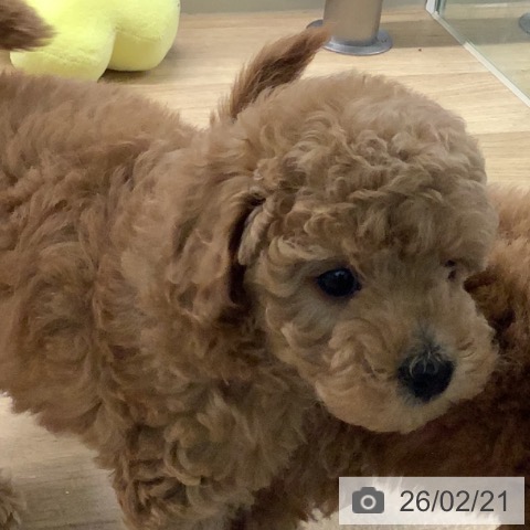 宮崎県のトイプードル(トイ) (ペットプラス 宮崎店/2025年12月18日生まれ/男の子/アプリコット)の子犬の4枚目の画像