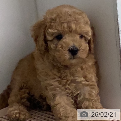 宮崎県のトイプードル(トイ) (ペットプラス 宮崎店/2025年12月18日生まれ/男の子/アプリコット)の子犬の3枚目の画像