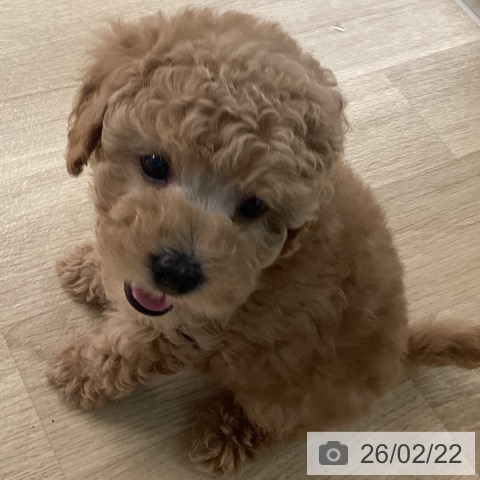 宮崎県のトイプードル(トイ) (ペットプラス 宮崎店/2025年12月18日生まれ/男の子/アプリコット)の子犬の4枚目の画像