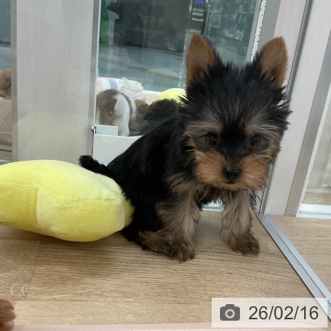 福岡県のヨークシャーテリア (ペットプラス 八幡東店/2025年12月4日生まれ/男の子/スチールブルータン)の子犬の4枚目の画像