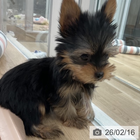 福岡県のヨークシャーテリア (ペットプラス 八幡東店/2025年12月4日生まれ/男の子/スチールブルータン)の子犬の3枚目の画像