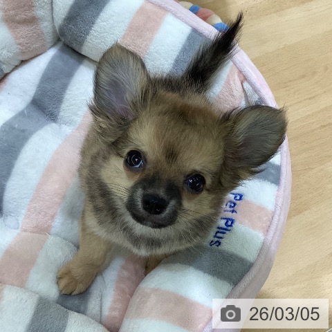 熊本県のチワワ(ロング) (ペットプラス 熊本店/2025年12月17日生まれ/男の子/レッド)の子犬の3枚目の画像