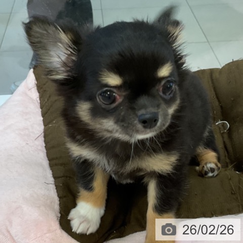 福岡県のチワワ(ロング) (ペットプラス 香椎浜店/2025年12月17日生まれ/女の子/ブラックタン)の子犬の4枚目の画像