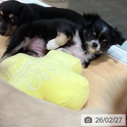 石川県のチワワ(ロング) (ペットプラス 新小松店/2025年12月18日生まれ/女の子/ブラックタンホワイト)の子犬の3枚目の画像